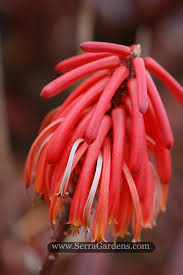 Image result for Aloe carnea