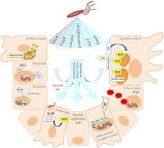 Frontiers Helicobacter Pylori And Gastric Cancer Adaptive Cellular Mechanisms Involved In Disease Progression Microbiology