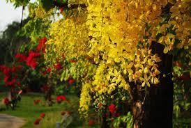 Ginkgo biloba, gingko, árbol de los cuarenta escudos o nogal del japón 1 es un árbol único en el mundo, sin parientes vivos. Caracteristicas Y Cuidados Del Arbol Lluvia De Oro Jardineria On