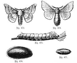 Descubre el ciclo de vida de la mariposa monarca, una de las metamorfosis más llamativas que los ciclos de la vida de safariology® son un buen recurso para mostrar, observar y aprencder más sobre nuestro entorno. Bombyx Mori Wikipedia La Enciclopedia Libre