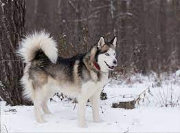 So verliert der hund im frühjahr sein unterfell, das im herbst wieder nachwächst. Siberian Husky Im Rasseportrait Zooroyal Magazin
