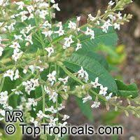 Lemon verbena is a flowering plant. Tropical Plant Catalog Toptropicals Com