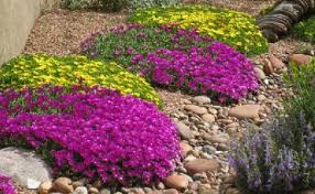 Image result for Delosperma spp.