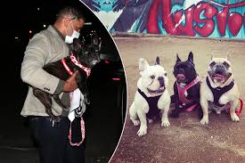My beloved dogs koji and gustav were taken in. Lady Gaga S French Bulldogs Have Always Been In The Spotlight
