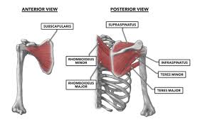 The supraspinatus, the infraspinatus, the teres minor and the subscapularis. Crossfit Shoulder Muscles Part 3 The Rotator Cuff