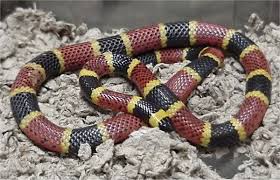 Black And Yellow Snake North Texas Texas Coral Snake Micrurus Tener Poisonous Snakes Coral Snake Snake Venom