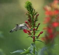 They are good supplements to your perennial garden and as colorful borders. How To Turn Your Yard Into An Ecological Oasis Yes Magazine