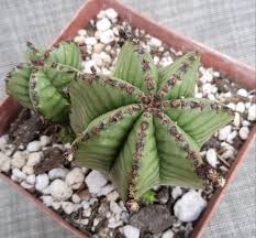 Image result for Euphorbia pfeilii