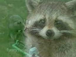 Personalised cute racoon happy birthday grandad greeting card, nephew, son/daughter, godson/goddaughter, special boy, cousin. Happy Birthday Funny Raccoon Style Youtube