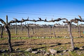 Image result for graft grape vines