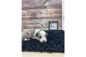 We offer a variety of puppies in virginia and surrounding states from reputable dog breeders. Auggie Puppies For Sale From Springfield Missouri Breeders