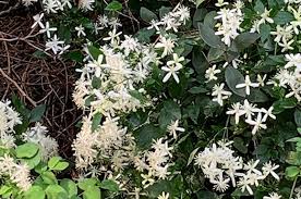 If unchecked, the fungus moves up and down the stems, eventually killing the plant. The Vineyard Gazette Martha S Vineyard News Climbing Clematis