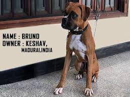 They don't get very big, compared to their larger 'cousins.' other snakes in the pythonidae family can become enormous. Boxer Puppies Dog Breed Information Temperament And Price Petmoo