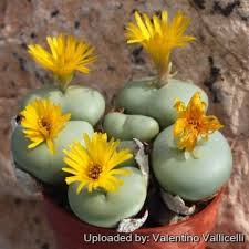 Image result for Conostomium