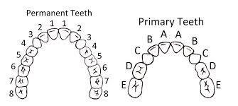 11 Teeth Chart Templates Sample Templates Tooth Chart