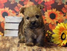 Usda licensed commercial breeders account for. Available Puppies Fantasia Norwich Terriers