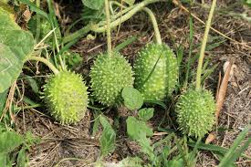 Image result for Cucumis engleri