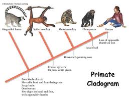 Primate Cladogram Copyright Cmassengale High School