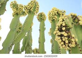 Image result for Euphorbia cooperi