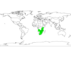 Image result for Brachystegia spiciformis × microphylla