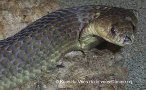 Image result for Najas horrida