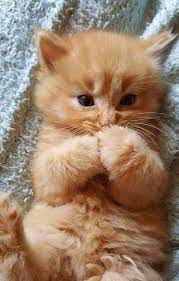 zaxra babaeva adli kullanicinin kucuk sevimli yavrular small cute puppies panosundaki pin evcil hayvanlar sevimli kedi yavrulari komik hayvan