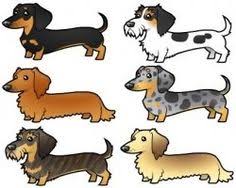 We currently have a few long haired dachshunds, smooth haired dachshunds and one wire haired dachshunds. Miniature Dachshund Colors Patterns Dapple Doxie