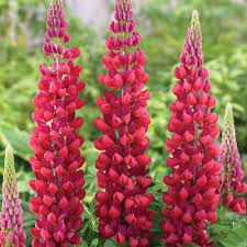 Pin On Lovely Lupines