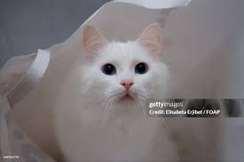 White Norwegian Cat Norwegian Forest Cat In White Bag High-Res Stock Photo  Getty Images