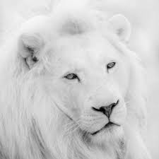 Amazon music stream millions of songs: White Lion Wallpapers Apps Bei Google Play