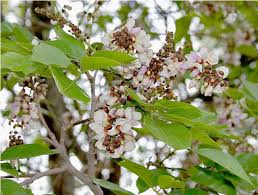 Free delivery and returns on ebay plus items for plus members. 28 Philippines Tree Ideas Tree Ornamental Trees Flowering Trees