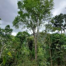 Image result for Margaritaria