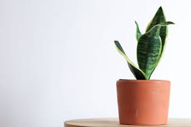 23 of the best bathroom plants that will bring your home to life. Clean In Green Perfect Bathroom Plants Florismart