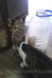 Memilih makanan kucing berkualitas baik penting untuk memastikan bahwa kucing anda mendapatkan semua nutrisi yang ia butuhkan. Cara Buat Bekas Makanan Kucing Automatik D I Y Some Bullet For Your Head