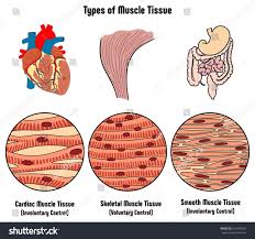 Types Of Muscle Tissue Of Human Body Diagram Including