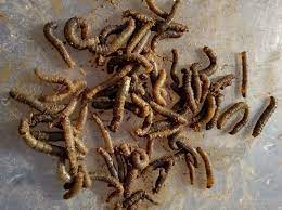 Leatherjacket Lawn Pests The Complete Guide The Lawn Man