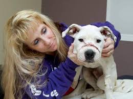 Click here to view pit bull dogs for adoption. Monster Brutalizes 4 Month Old Pitbull Puppy Animal Ideology