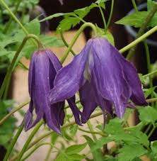 Maybe you would like to learn more about one of these? Clematis Ix Mike S Garden Top 5 Plants