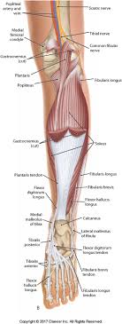 Conservative management involving exercise and mechanical loading of the tendon is commonly recommended. The Twisted Structure Of The Achilles Tendon