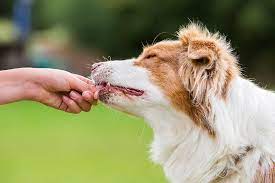 Leckerlies Nierenkranke Hunde Gesund Speziell Fur Sie