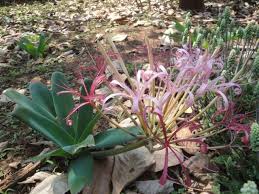 Image result for Ammocharis tinneana