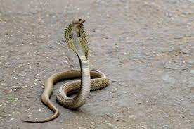Learn about snake biology, classification, and facts with this article. Delhi Records 8 More Species Of Snakes The Hindu