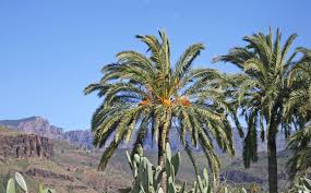 Image result for Eremospatha haullevilleana