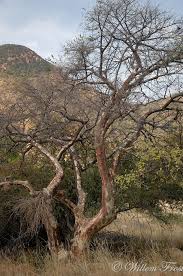 Image result for Sterculia rogersii