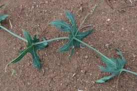 Image result for Coccinia sessilifolia