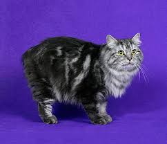 Hd Wallpaper Cymric Cat Cat Furry Wallpaper Flare