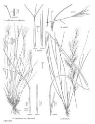 Image result for Aristida bipartita