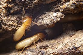 Pest control service in san diego, california. Termite Exterminator Pest Control Ozarks And Springfield Mo Areas