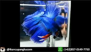 Sudah sering sekali diadakan kontes ikan cupang halfmoon untuk tanding keindahan siripnya. Jual Ikan Cupang Hias Halfmoon Wa 08570 1497 750 Ikan Cupang Ikan Hiasan