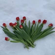 Check spelling or type a new query. Crazy Daisy Flowers Gifts Posts Facebook